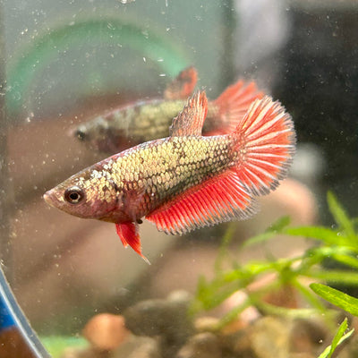 Red Copper Halfmoon - Female Betta 120