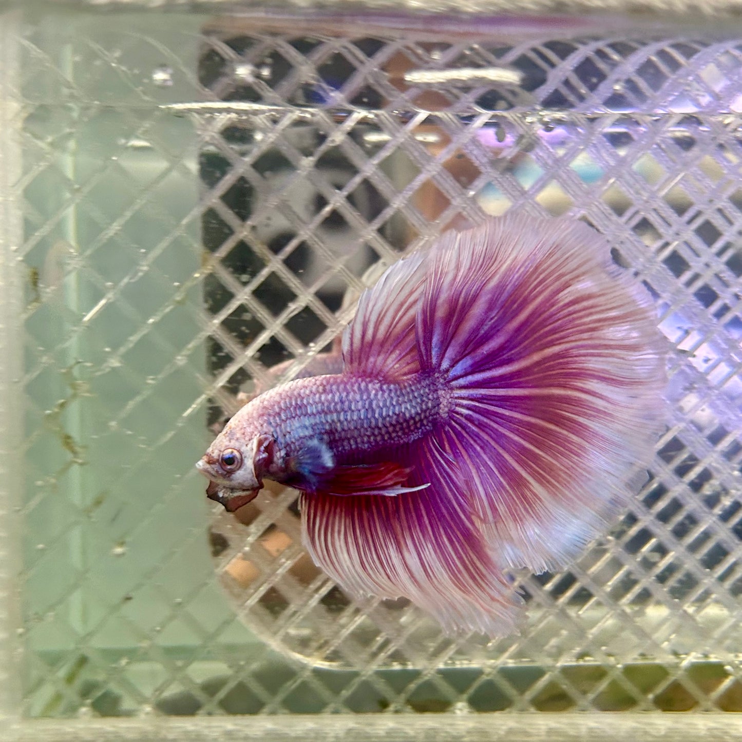 Halfmoon Purple Pink - Male Betta #153