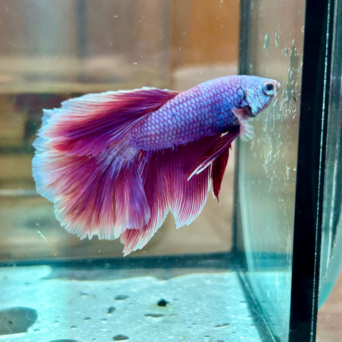 Purple Pink Halfmoon - Male Betta 162