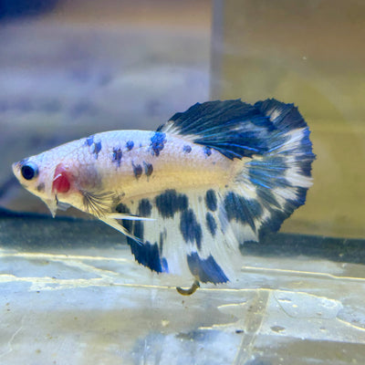 Blue Marble Halfmoon - Female Betta 141