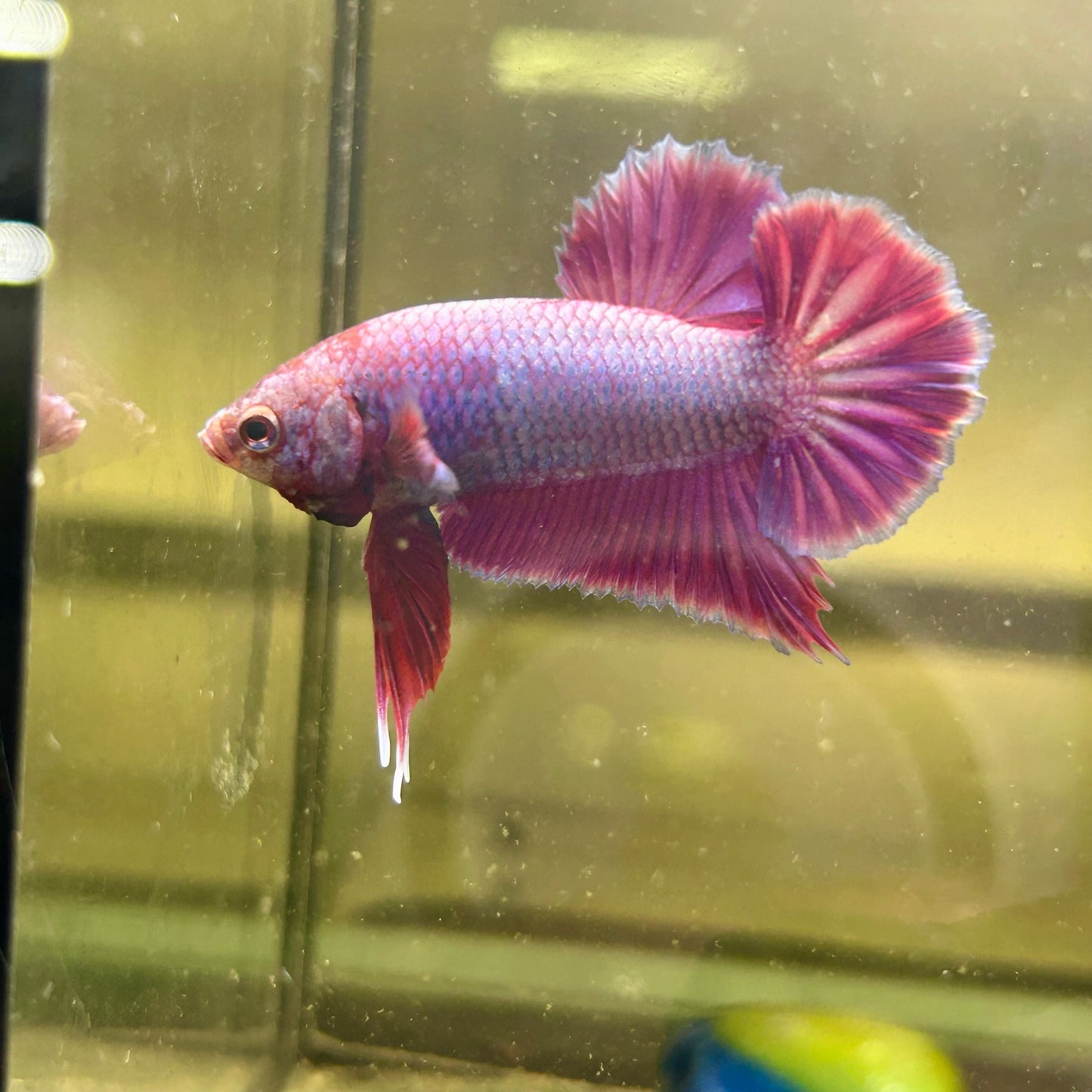 Purple Pink Plakat- Male Betta 165
