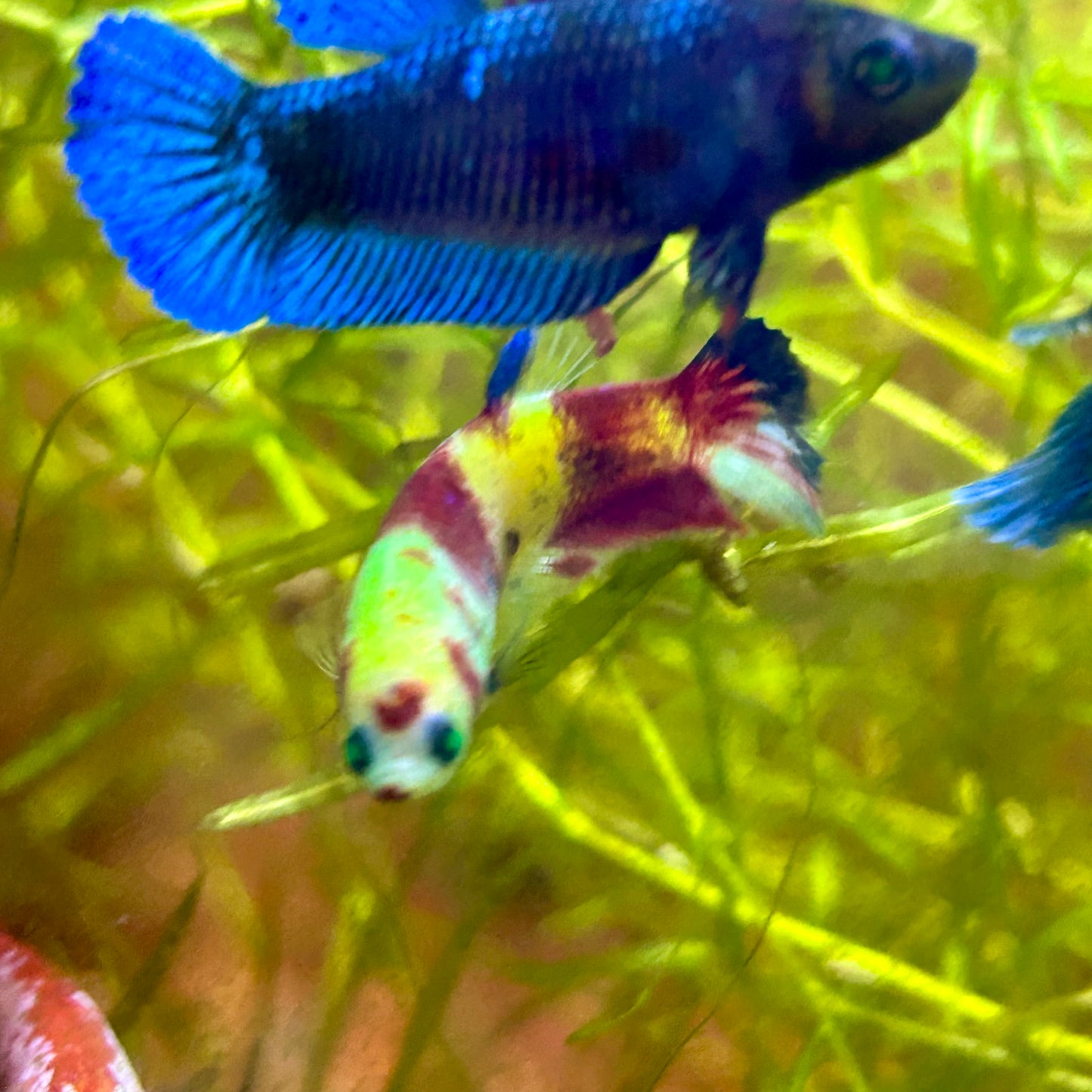 Koi Neon Plakat - Female Betta