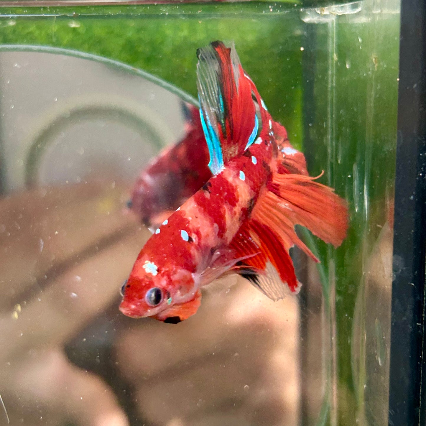 Multicolor Koi Halfmoon - Male Betta 091 Ripped fins