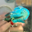 Dumbo TurquoiseNeon Plakat - Male Betta 009