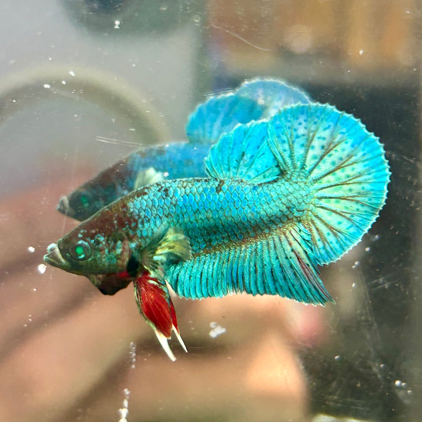 Dumbo TurquoiseNeon Plakat - Male Betta 009