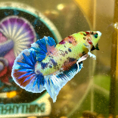 Dumbo Koi Neon Plakat - Male Betta 093