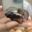 Black Samurai Plakat - Male Betta 017