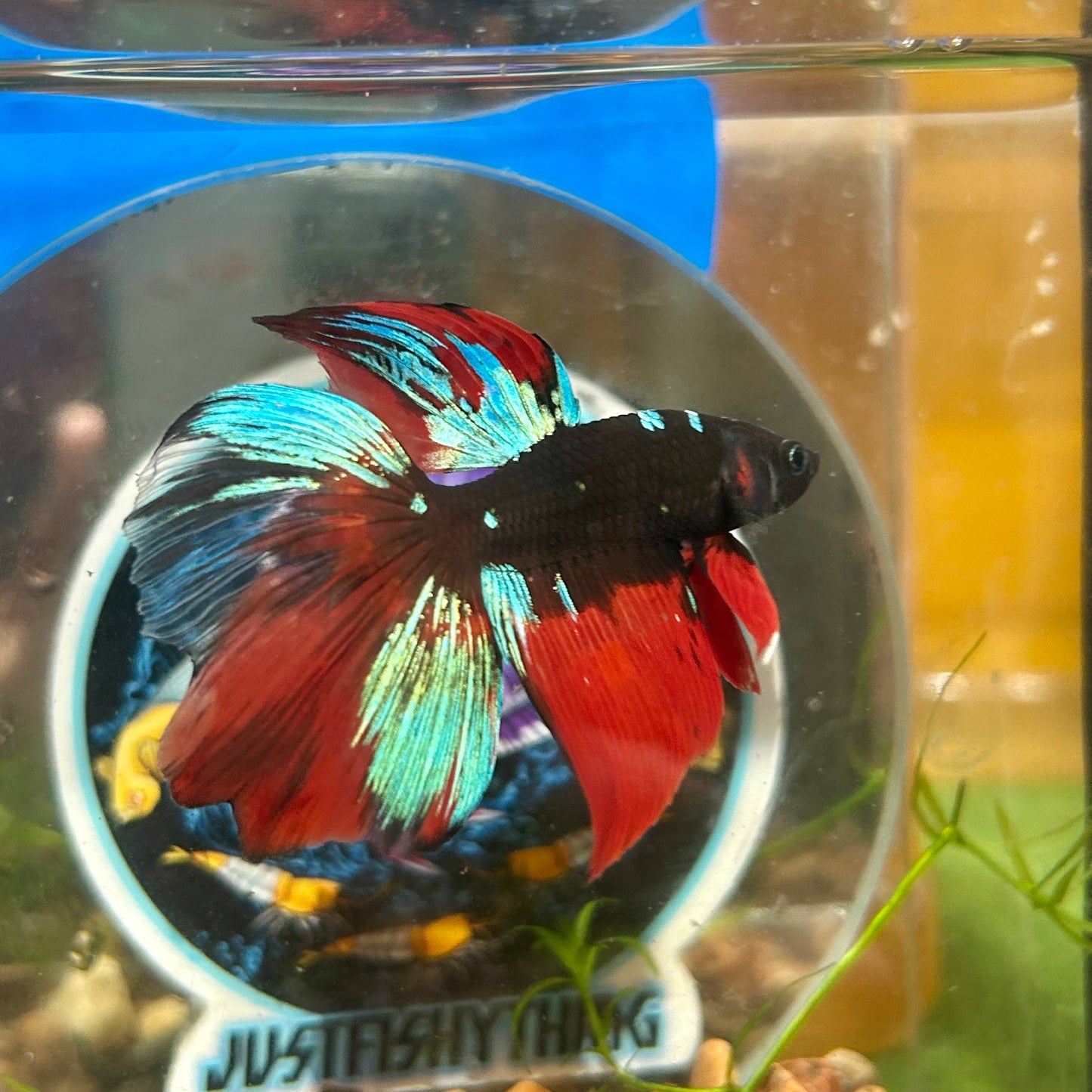 Avarta Vampire Halfmoon - Male Betta 136