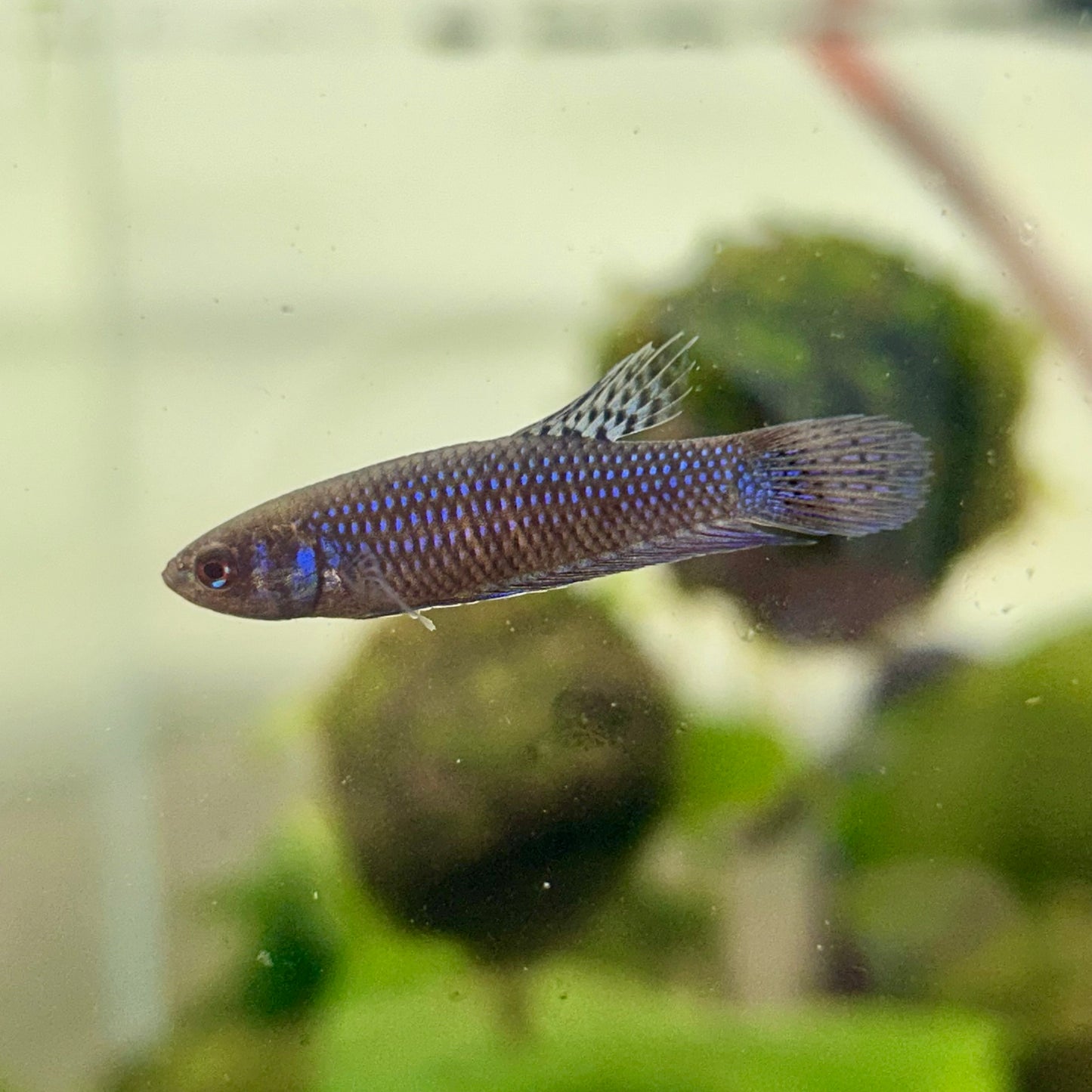 Blue Wild Mahachai - Female Betta