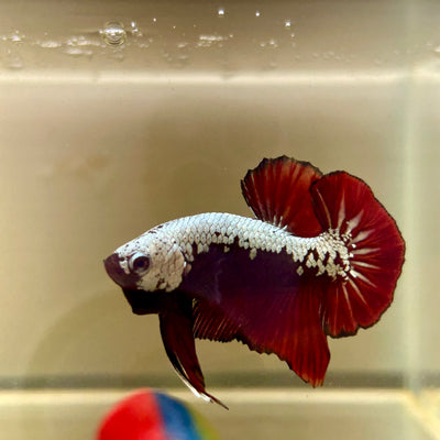 Blood Samurai Plakat - Male betta 114