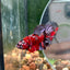 Red Copper Galaxy Plakat - Male Betta 118