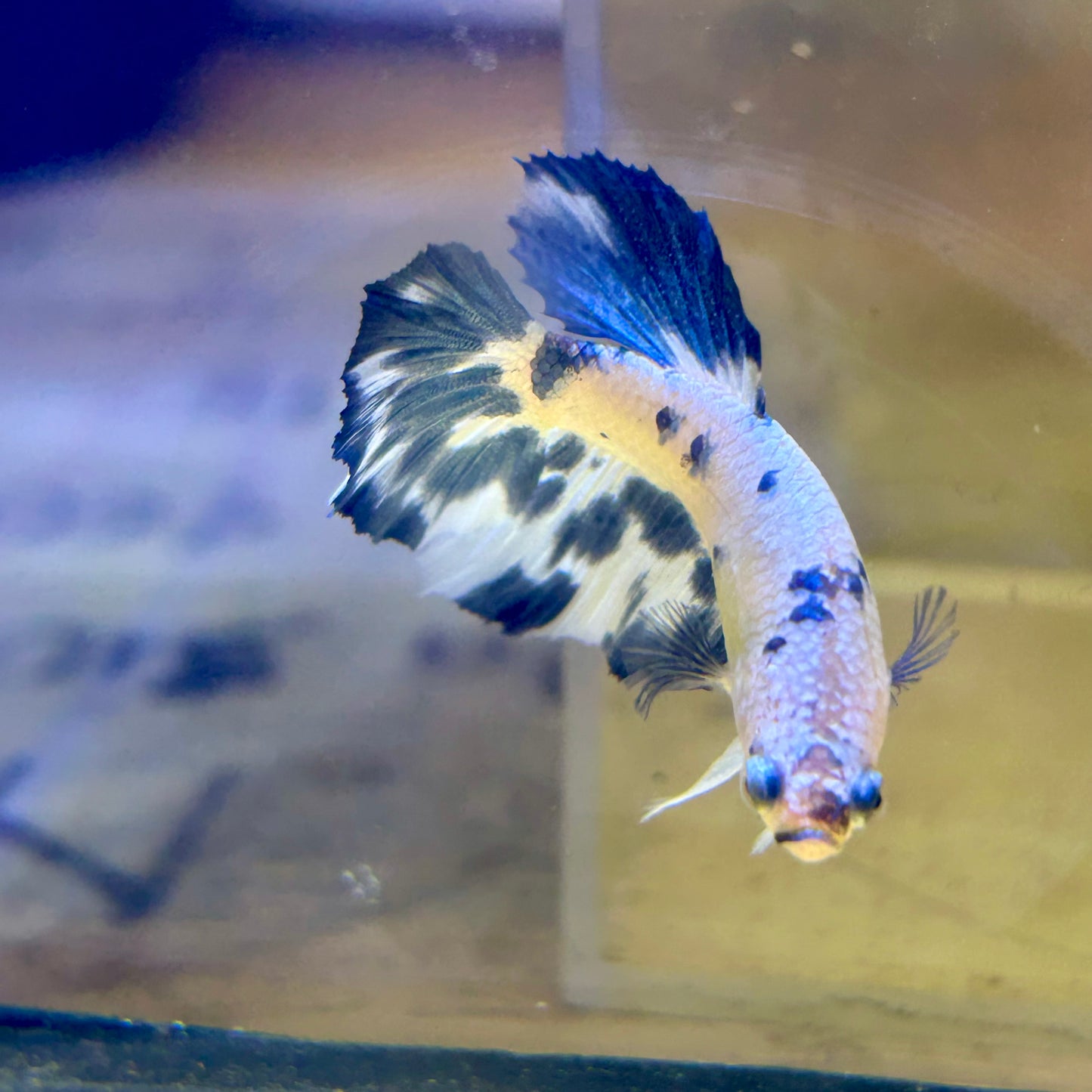 Blue Marble Halfmoon - Female Betta 141