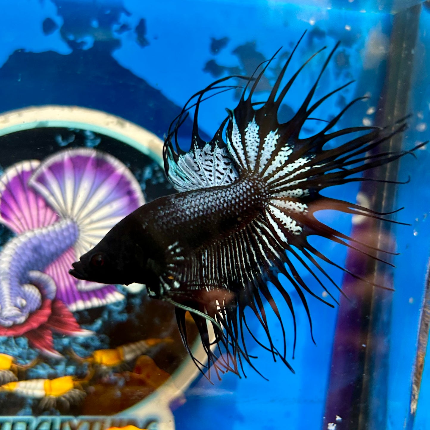 Black Orchid Crowntail - Male Betta 058