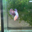 Betta Female Plakat Purple Pink #109