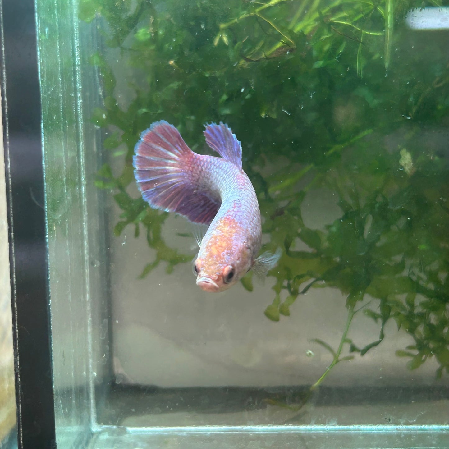 Betta Female Plakat Purple Pink #109