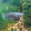 Wild Imbellis Yellow - Female Betta