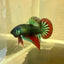 Wild Imbellis Plakat - Male Betta A59