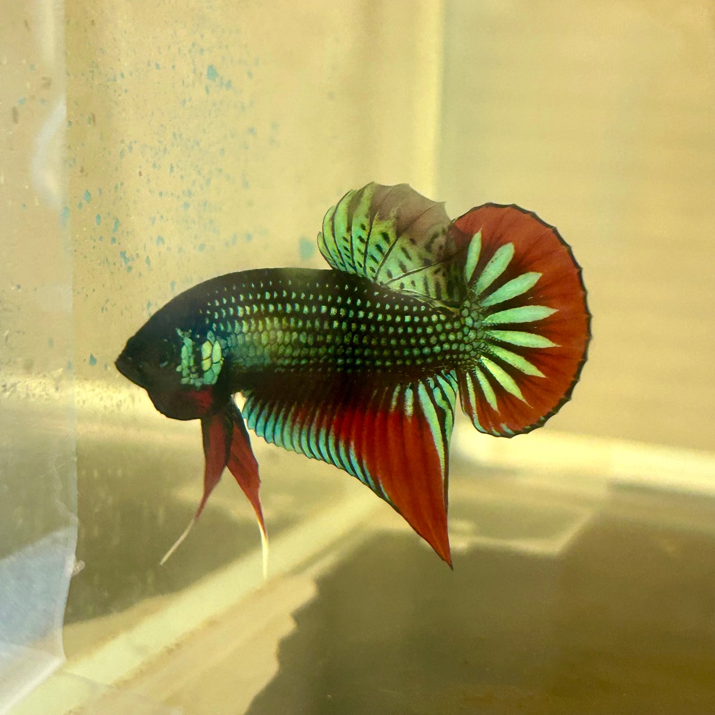 Wild Imbellis Plakat - Male Betta A59