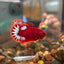 Red Fancy Hellboy Plakat - Male Betta 007