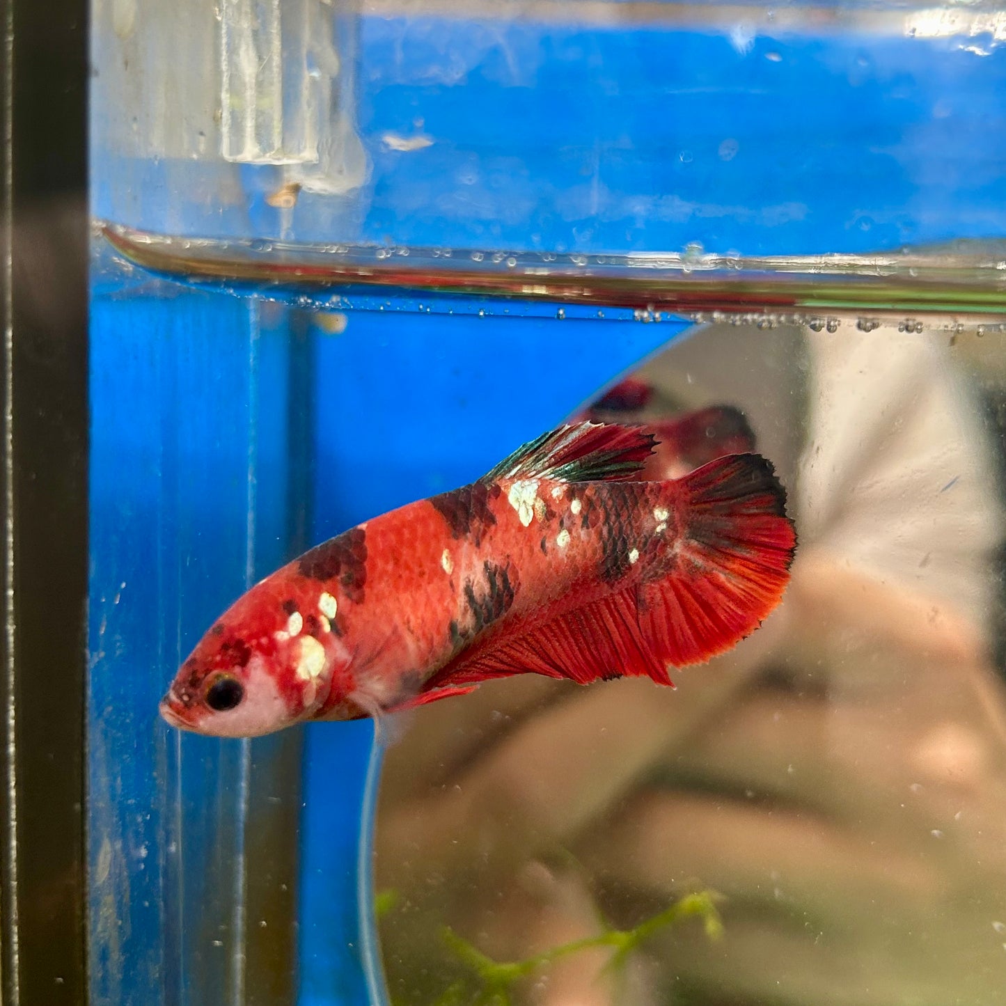 Koi Red Galaxy Plakat - Female Betta 019