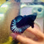 Black Light Steel Blue Plakat - Male betta 038