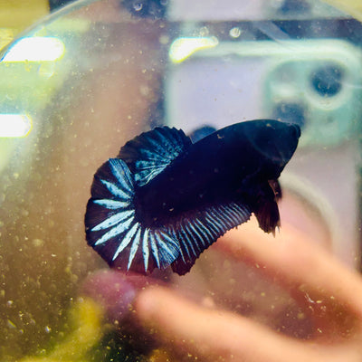 Black Light Steel Blue Plakat - Male betta 038