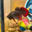 Wild Imbellis Copper - Male Betta 079