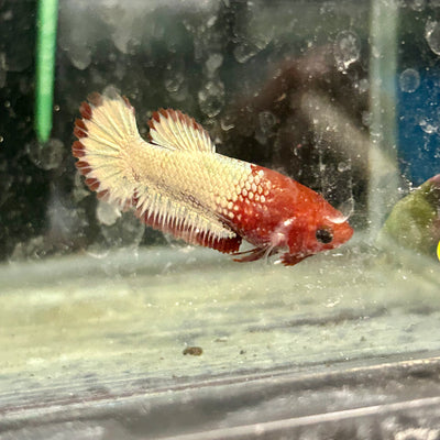 Red Fancy Copper Plakat - Female Betta A88