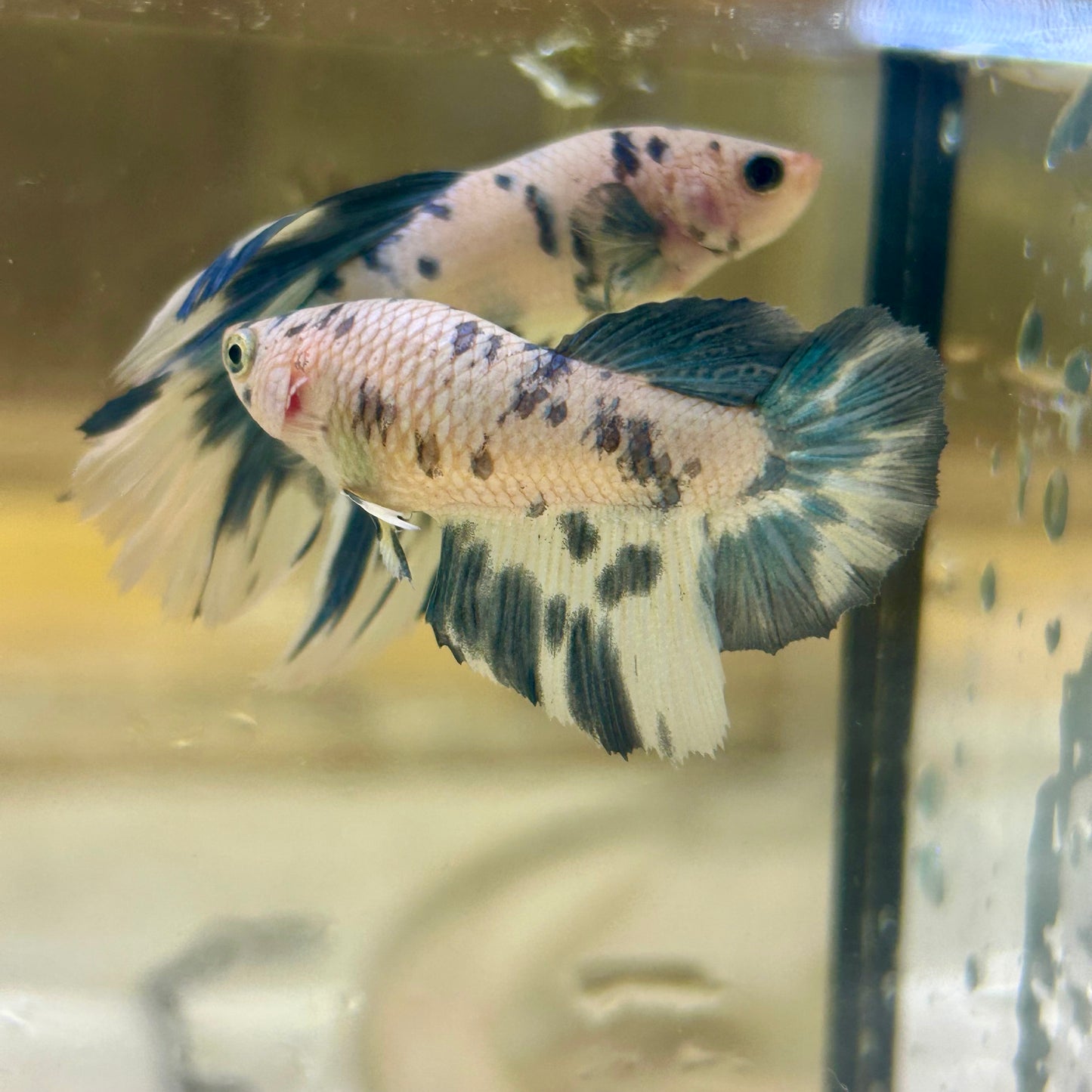 Blue Marble Halfmoon - Female Betta 144