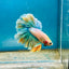 Feather Tail Light Blue King - Male Betta 180