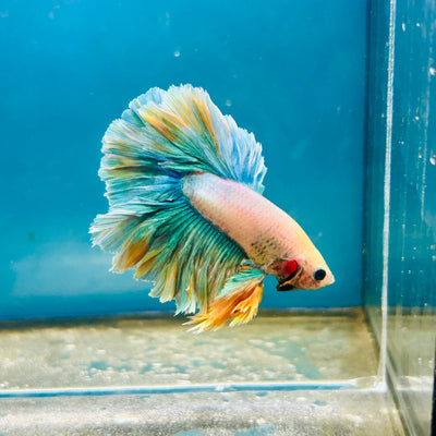 Feather Tail Light Blue King - Male Betta 180