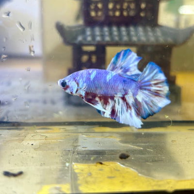 Red Snow Barongsai Plakat - Male Betta 064