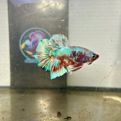 Red Koi Barongsai Plakat - Male betta 044