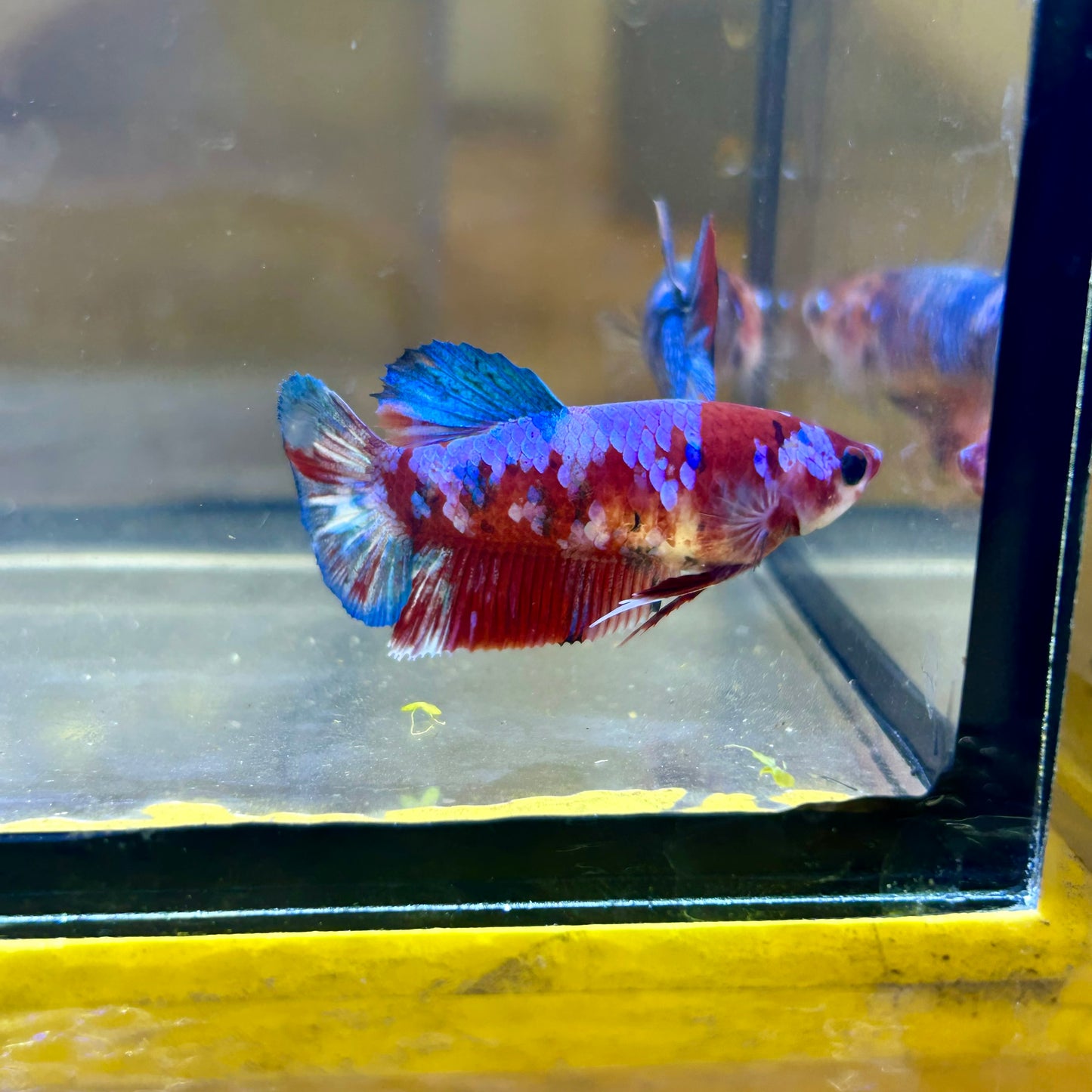 Red Koi Barongsai Plakat - Female Betta 118