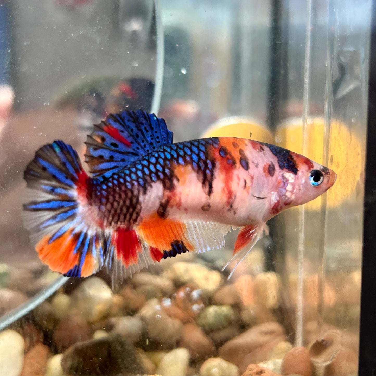 Multicolor Koi Plakat - Female betta 080 Breeder Grade