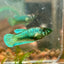 Dumbo Turquoise Neon Plakat - Female Betta 062