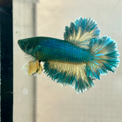 Betta Male Rosetail Plakat Mustard Blue Neon #186