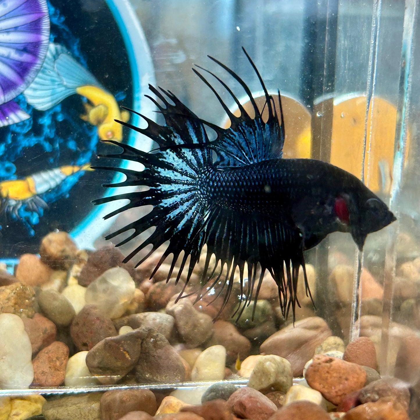 Black Orchid Crowntail - Male Betta 073