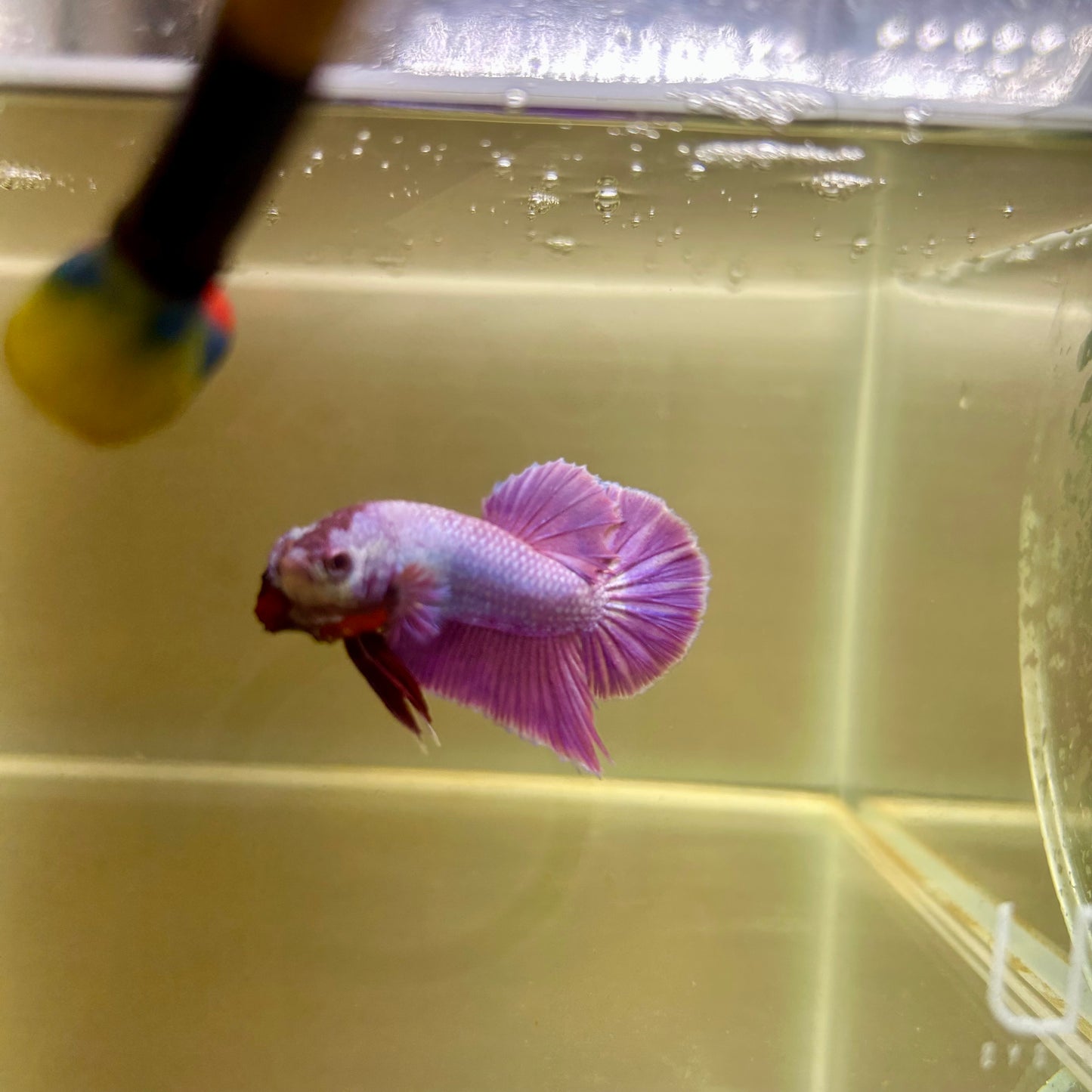 Purple Pink Plakat- Male Betta 043