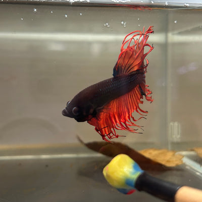 AOC Orange Crowntail - Male Betta 186