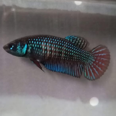 Mahachaiensis Green Female Betta