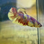 Red Snow Barongsai Plakat - Female Betta 063