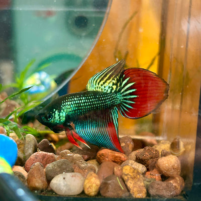 Wild Imbellis Long fins - Male Betta 140