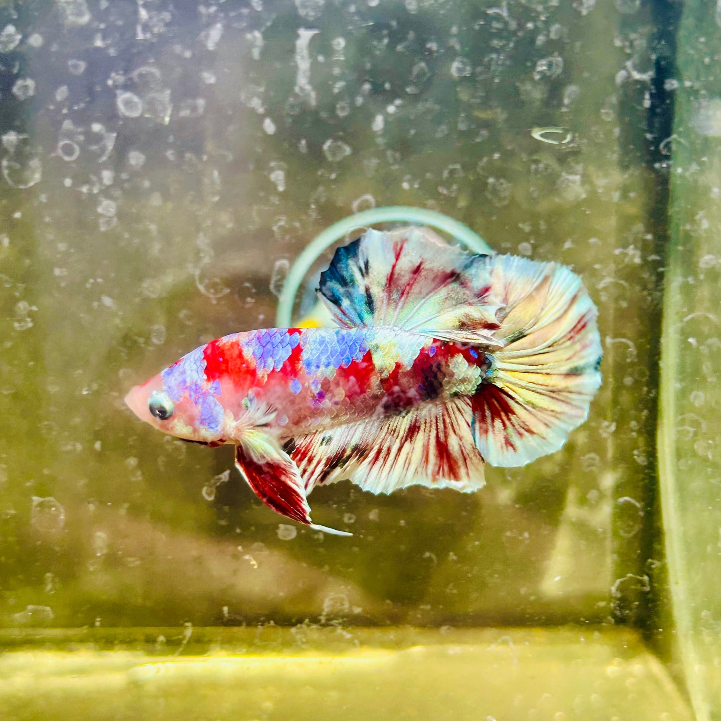 Red Koi Barongsai Plakat - Male betta 163