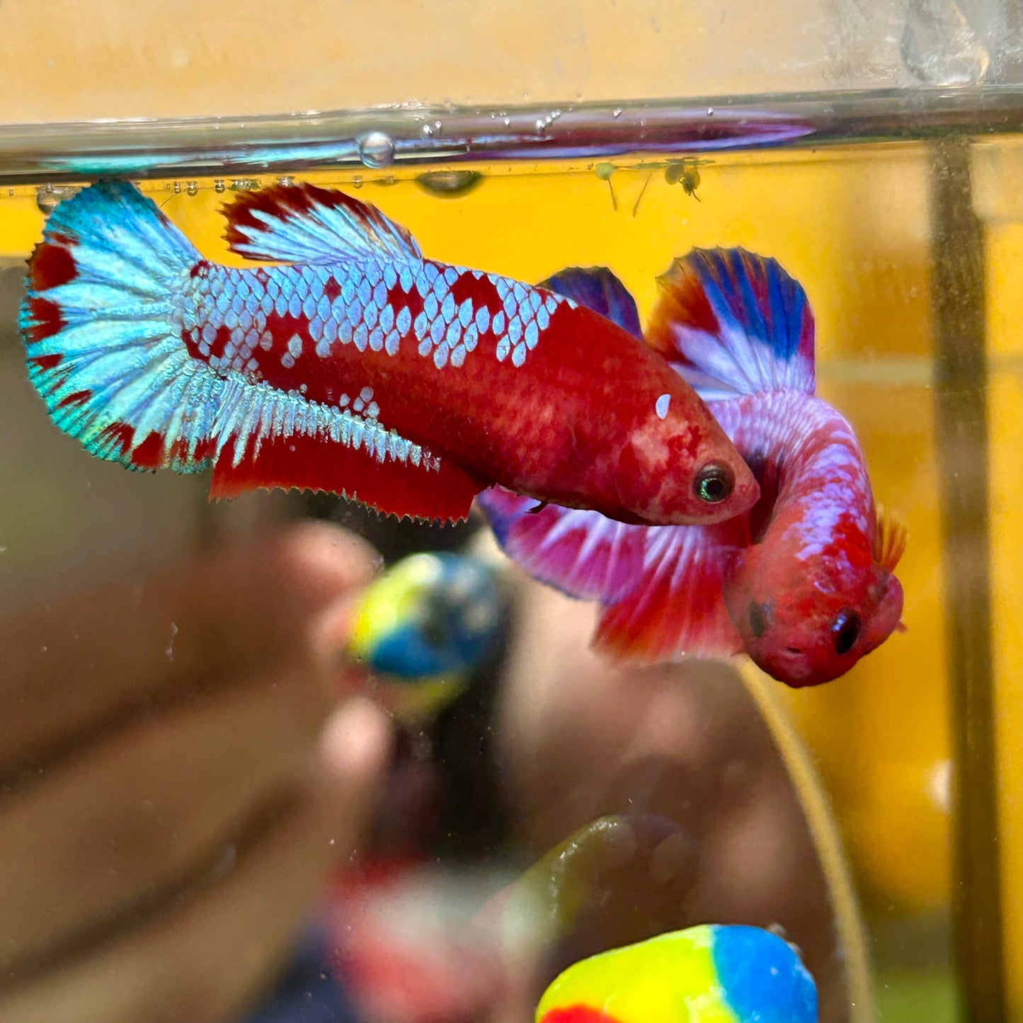 Red Fancy Plakat - Female betta 131