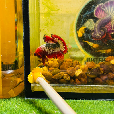 Red Fancy Copper FCCP - Male Betta 059