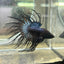 Black Orchid Crowntail - Male Betta 074