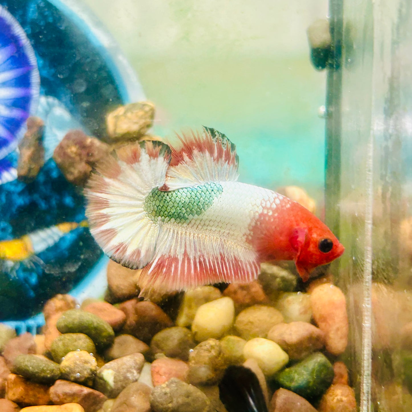 Orange Fancy Copper FCCP - Male Betta 199