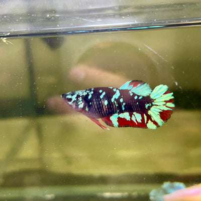 Avarta Gordon Plakat - Female betta 088