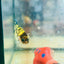 Crowntail Koi Tiger Female Betta #S33